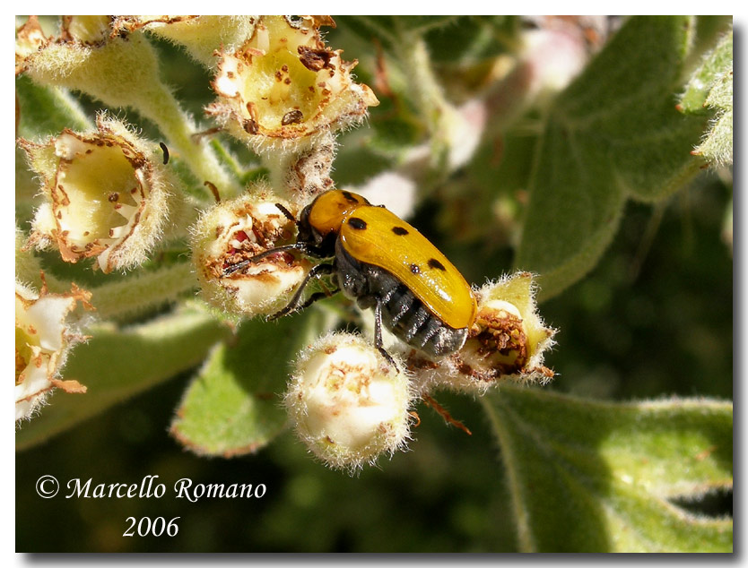 Tituboea biguttata in Sardegna e Sicilia (Col.Chrysomelidae)